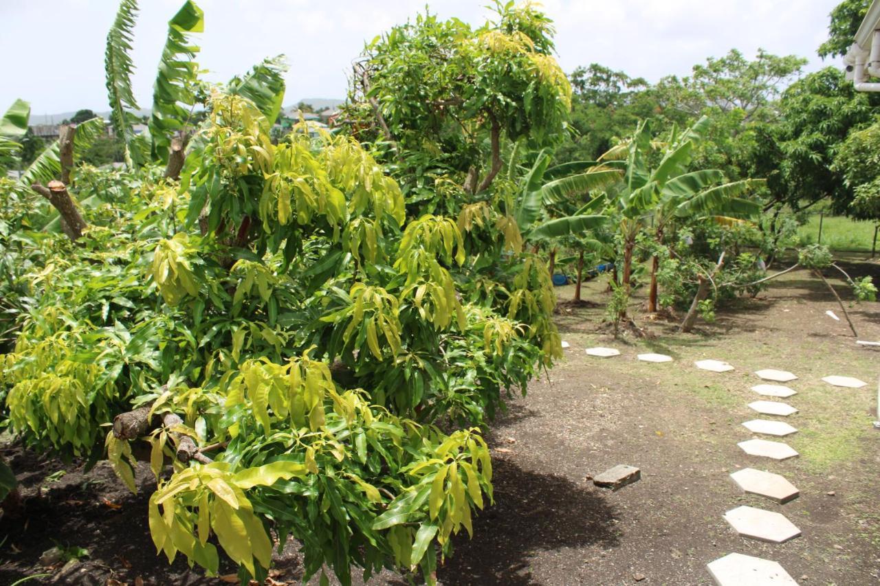 Tropical Garden Cottage Antigua St. John's Exterior foto